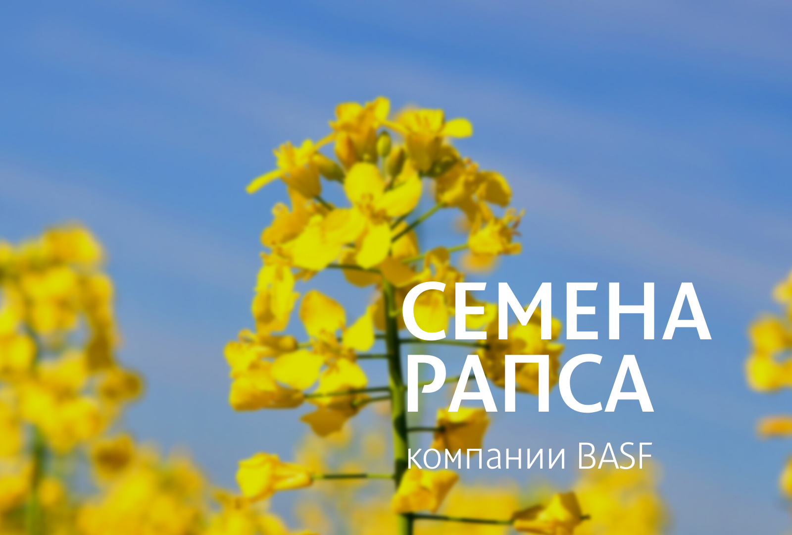 Семена рапса от компании BASF